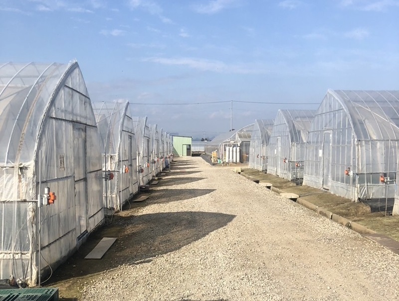 2025年11月いちご