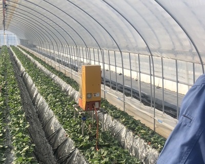 2025年11月いちご2