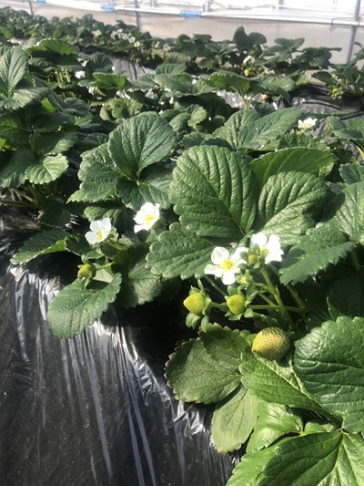 2025年11月いちご2